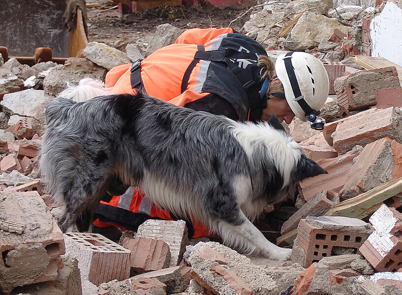 Are Border Collies Good Search And Rescue Dogs
